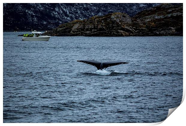 Humpback Whale Diving, Norway Print by Mark Llewellyn