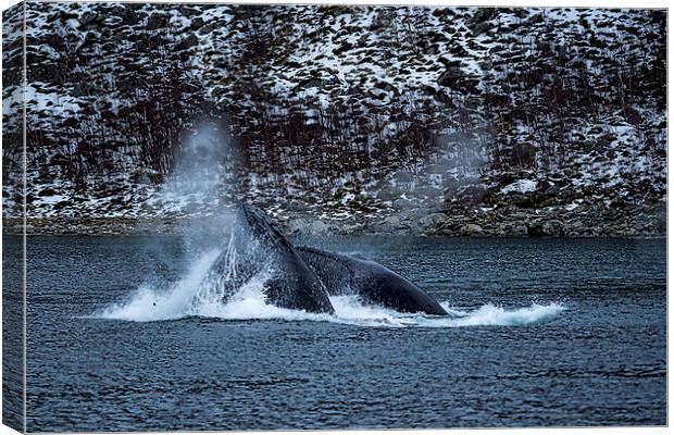 Humpback Whales, Norway Canvas Print by Mark Llewellyn