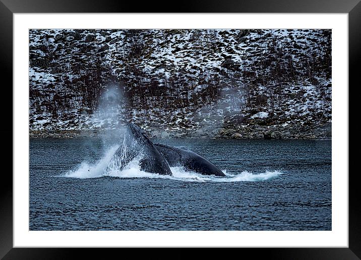 Humpback Whales, Norway Framed Mounted Print by Mark Llewellyn