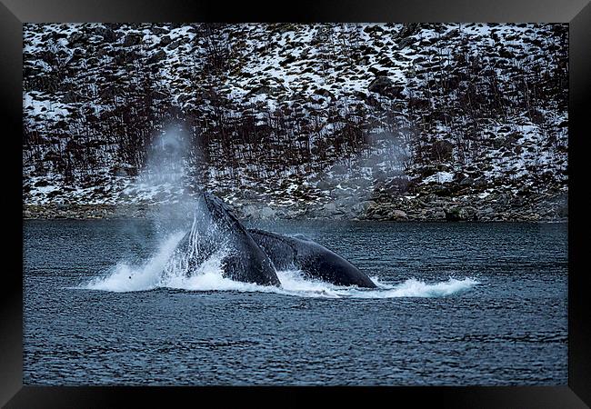 Humpback Whales, Norway Framed Print by Mark Llewellyn
