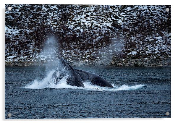 Humpback Whales, Norway Acrylic by Mark Llewellyn