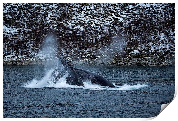 Humpback Whales, Norway Print by Mark Llewellyn