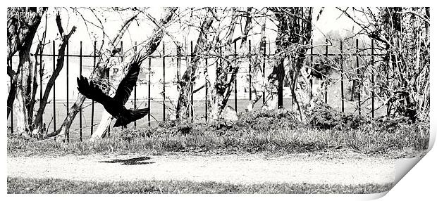  crow has landed Print by Steven Blanchard