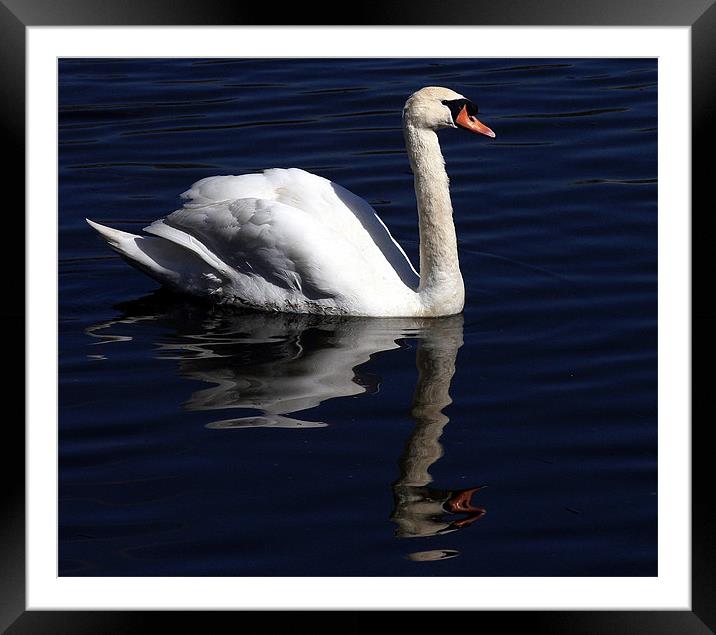 The Mute Swan Framed Mounted Print by Trevor White