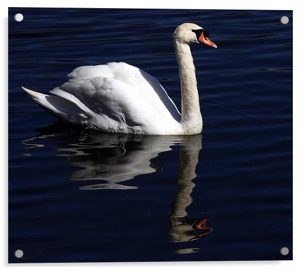 The Mute Swan Acrylic by Trevor White