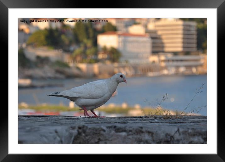 Croatian Dove Framed Mounted Print by cairis hickey