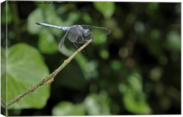  Blue dragonfly Canvas Print by cairis hickey
