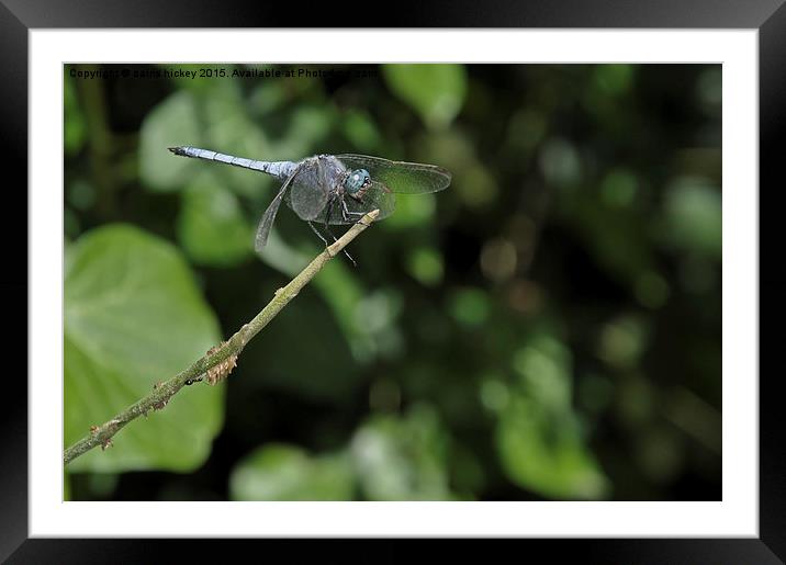  Blue dragonfly Framed Mounted Print by cairis hickey