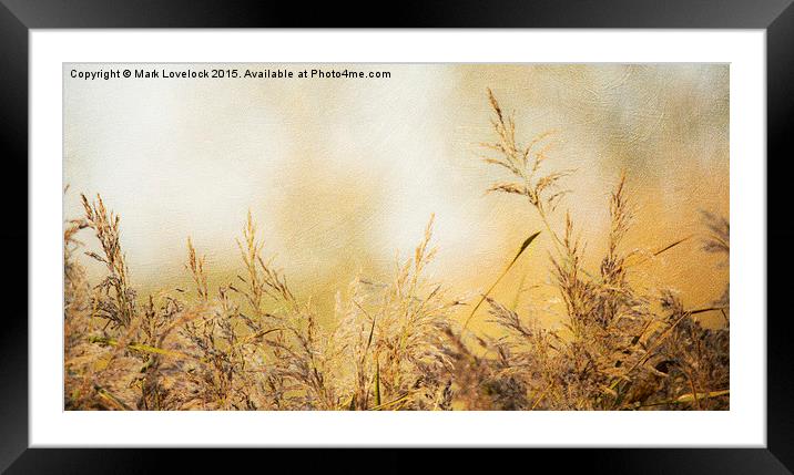  Grasses Framed Mounted Print by Mark Lovelock
