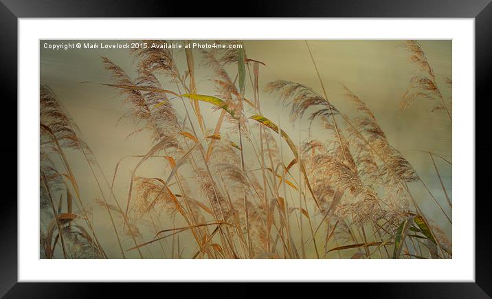  Reads in the wind Framed Mounted Print by Mark Lovelock