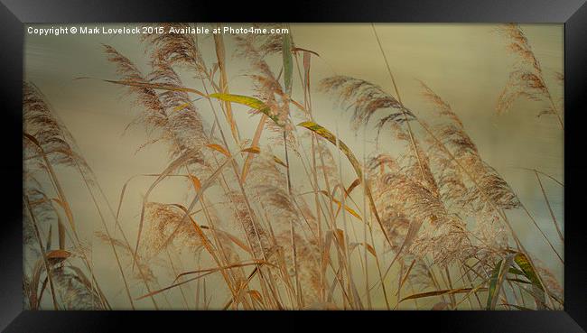  Reads in the wind Framed Print by Mark Lovelock