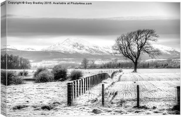  Winter Field Canvas Print by GBR Photos