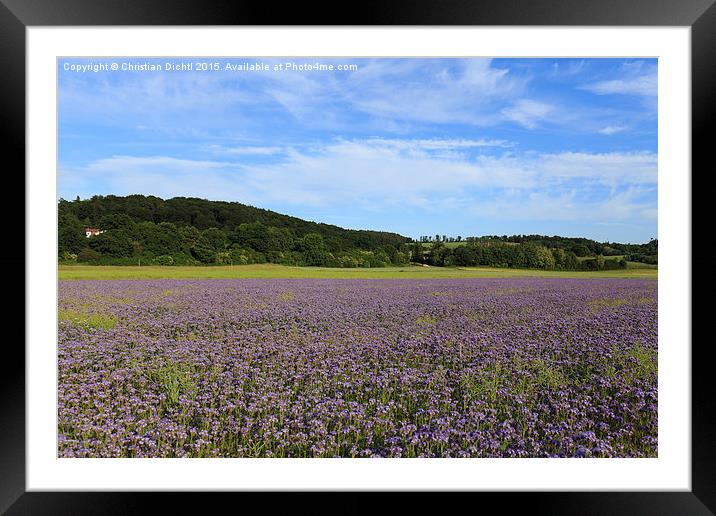  Marburg, Hessen, Germany, Field, Shades of violet Framed Mounted Print by Christian Dichtl