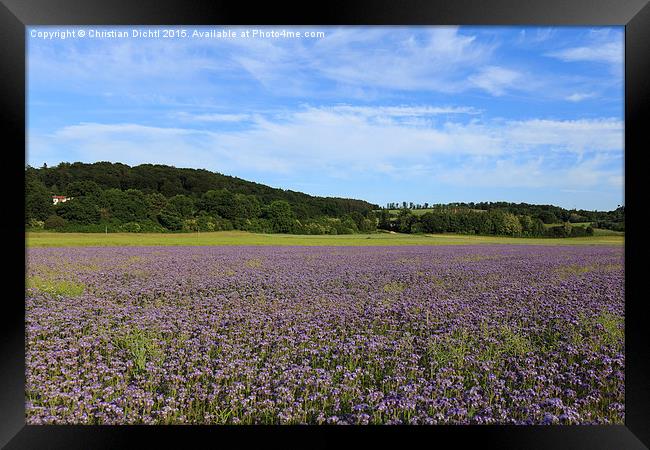  Marburg, Hessen, Germany, Field, Shades of violet Framed Print by Christian Dichtl