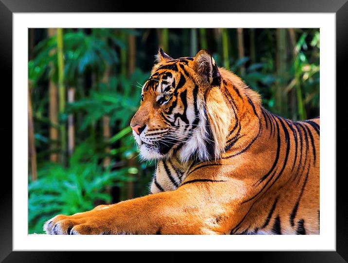 Regal Tiger Framed Mounted Print by Ray Shiu