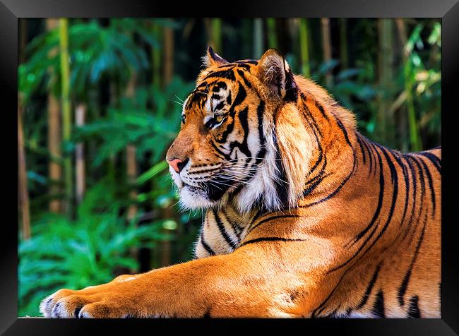 Regal Tiger Framed Print by Ray Shiu