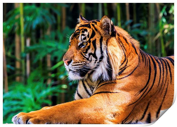 Regal Tiger Print by Ray Shiu