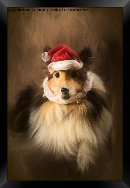 Christmas Sheltie Framed Print by Ann Garrett