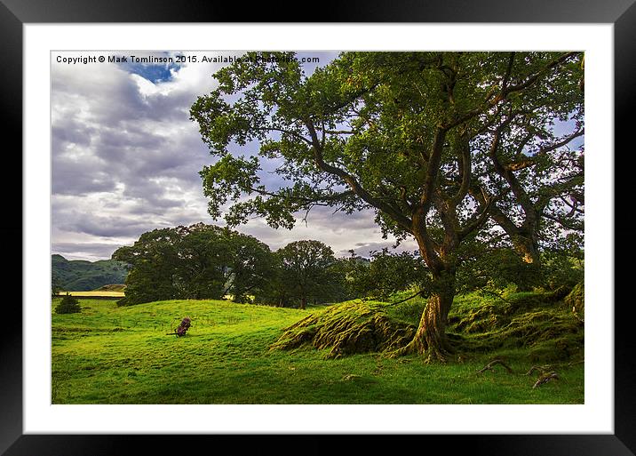  Twisted Trees Framed Mounted Print by Mark Tomlinson