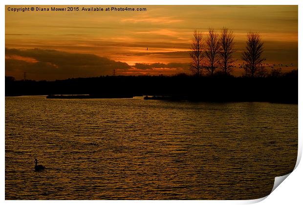  Abberton Reservoir Sunset Print by Diana Mower