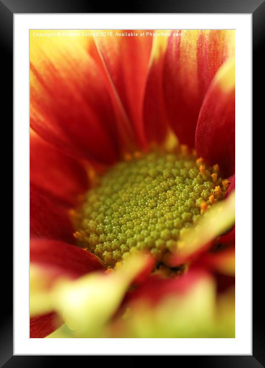  Macro of a Dahlia Framed Mounted Print by Andrew Bartlett