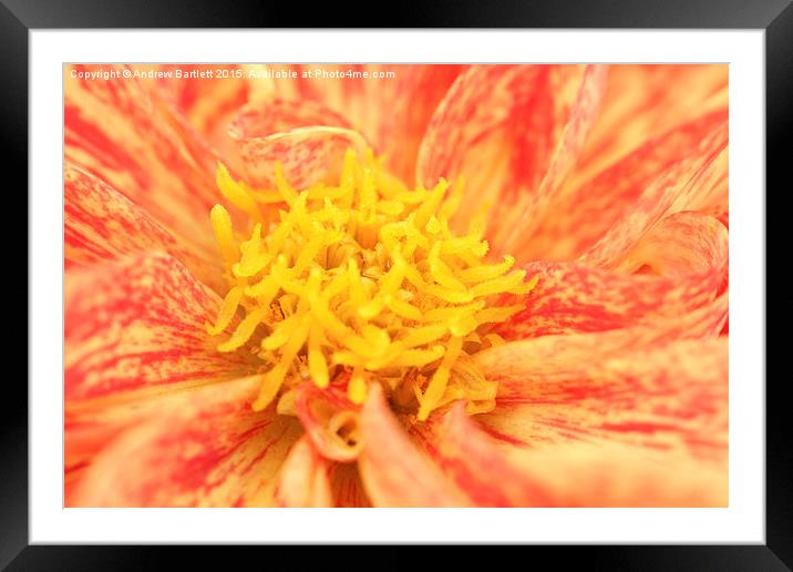  Macro of a Dahlia Framed Mounted Print by Andrew Bartlett