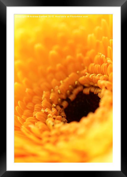  Macro of a Gerbera Framed Mounted Print by Andrew Bartlett