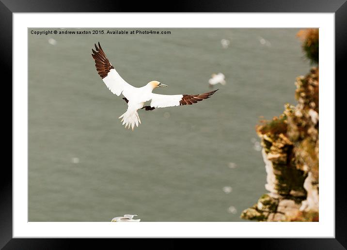  COMING INTO LAND Framed Mounted Print by andrew saxton