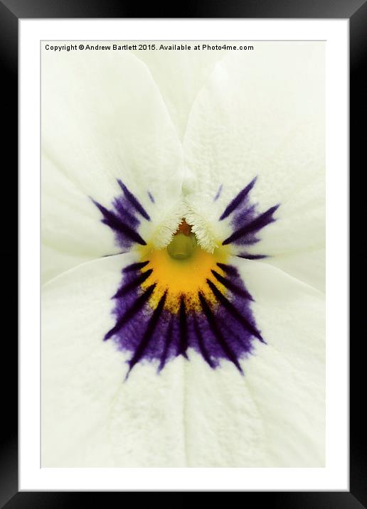  Macro of a Pansy Framed Mounted Print by Andrew Bartlett