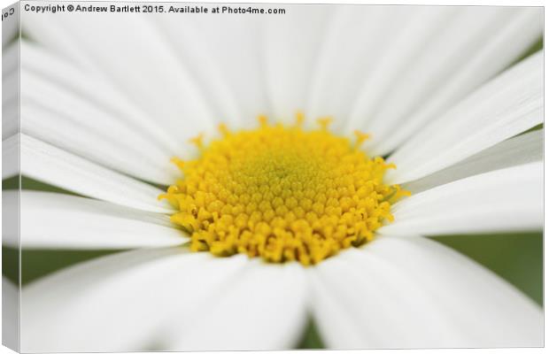 Macro of a Pansy Canvas Print by Andrew Bartlett
