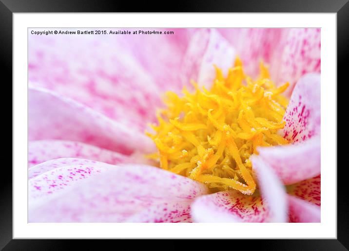 Macro of a Dahlia. Framed Mounted Print by Andrew Bartlett
