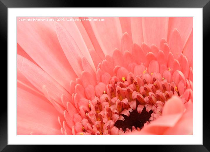  Macro of a Gerbera Framed Mounted Print by Andrew Bartlett