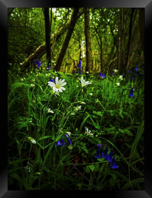  foxley flowers Framed Print by chris elgood