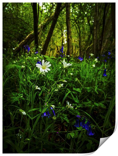 foxley flowers Print by chris elgood