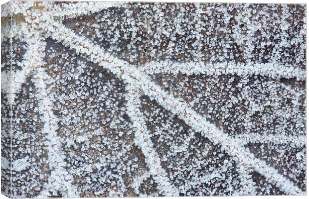 Frozen leaf. Canvas Print by Andrew Bartlett