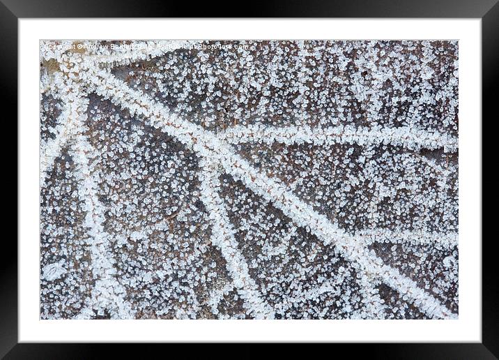 Frozen leaf. Framed Mounted Print by Andrew Bartlett
