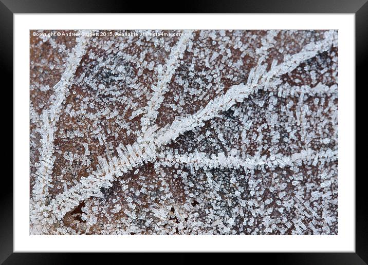  Frozen leaf Framed Mounted Print by Andrew Bartlett