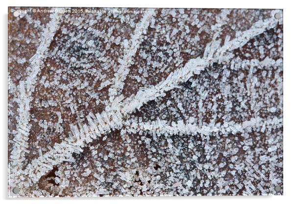  Frozen leaf Acrylic by Andrew Bartlett