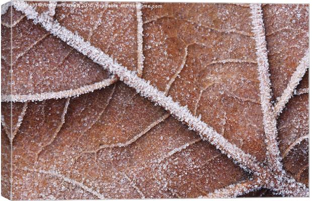  Frozen leaf Canvas Print by Andrew Bartlett