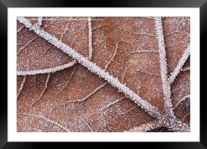  Frozen leaf Framed Mounted Print by Andrew Bartlett