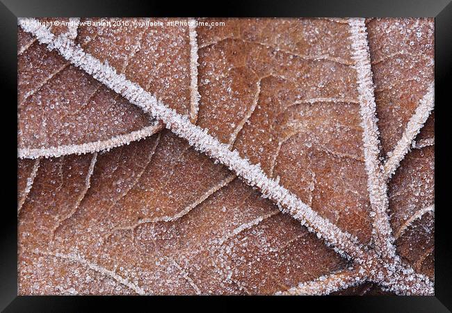  Frozen leaf Framed Print by Andrew Bartlett