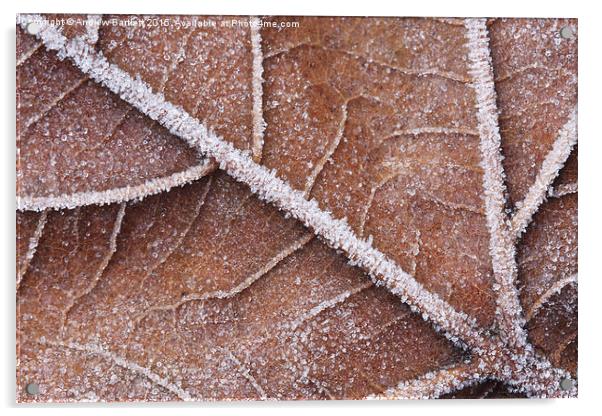  Frozen leaf Acrylic by Andrew Bartlett