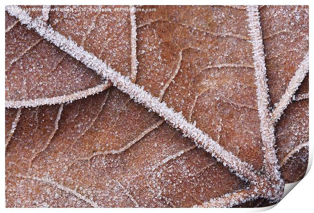  Frozen leaf Print by Andrew Bartlett