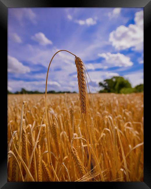  Ear of Barley in a field  Framed Print by Shaun Jacobs