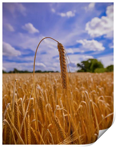  Ear of Barley in a field  Print by Shaun Jacobs