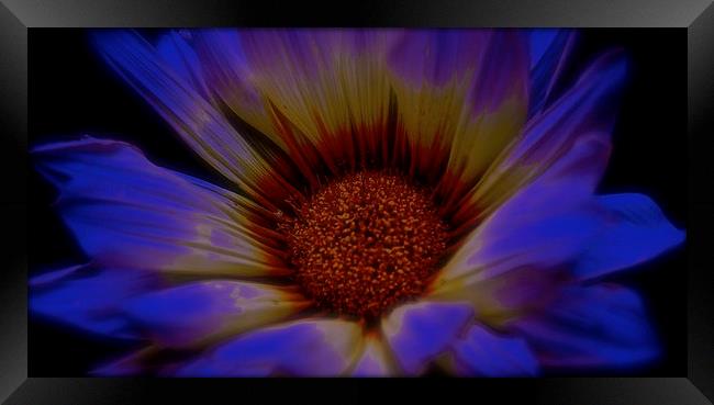  Gazania Flower, Summer Daisy Framed Print by Sue Bottomley