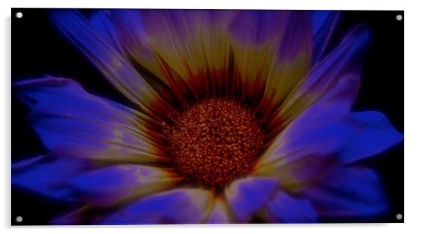  Gazania Flower, Summer Daisy Acrylic by Sue Bottomley