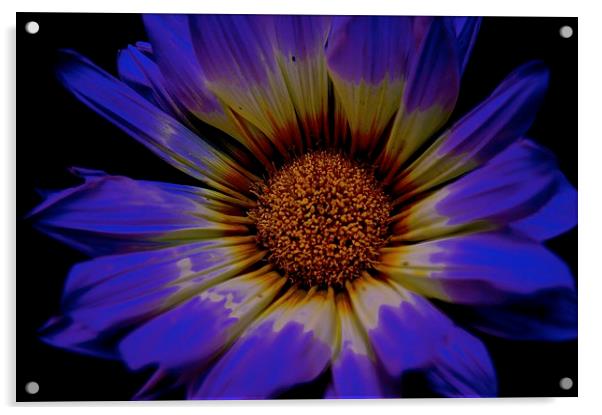  Summer Daisy, Gazania Flower Acrylic by Sue Bottomley
