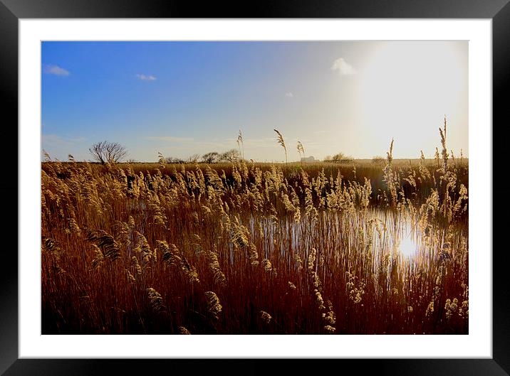 Sizewell in The Sun  Framed Mounted Print by Darren Burroughs