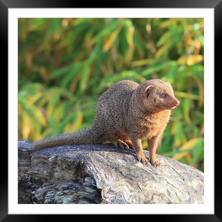 Common Dwarf Mongoose Framed Mounted Print by Maria Gaellman